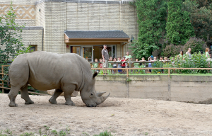 Bill, the rhino. He was born at the Knoxville Zoo in Tennessee in 2004 and came to Seneca Park Zoo in 2007. Courtesy of Ron Kalasinskas.