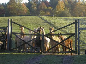 Alpacas peek through a fence at Lazy Acre in Bloomfield.