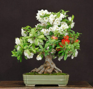 Sample of bonsai tree maintained by Bill Valavanis.