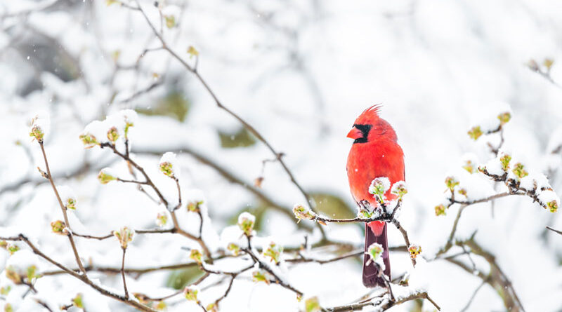 Northern cardinal.
